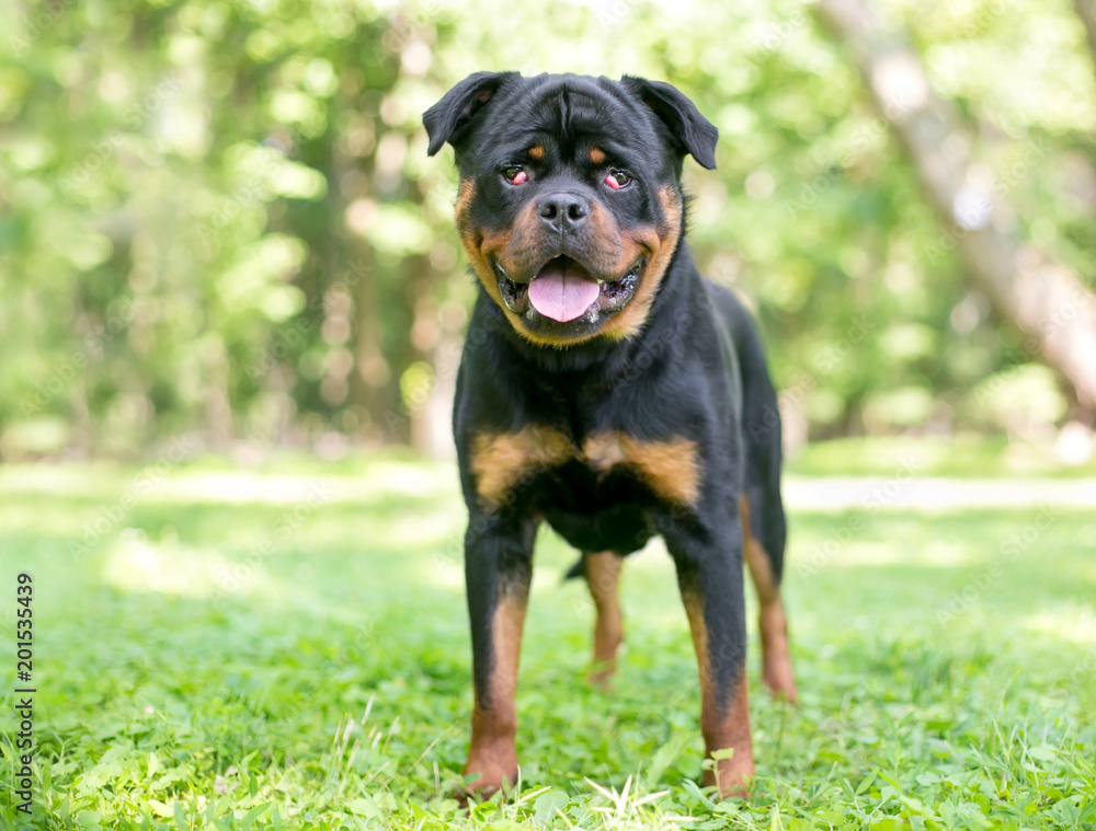 A purebred Rottweiler dog with nictitans gland prolapse or A purebred Rottweiler dog with nictitans gland prolapse or