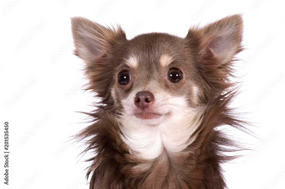 Chihuahua isoliert auf weißem Hintergrund Chihuahua isoliert auf weißem Hintergrund