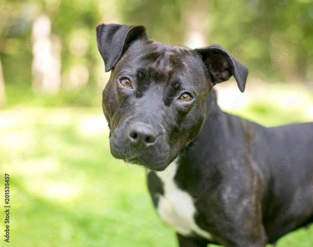 A brindle and white Pit Bull Terrier mixed breed dog listening with a head tilt