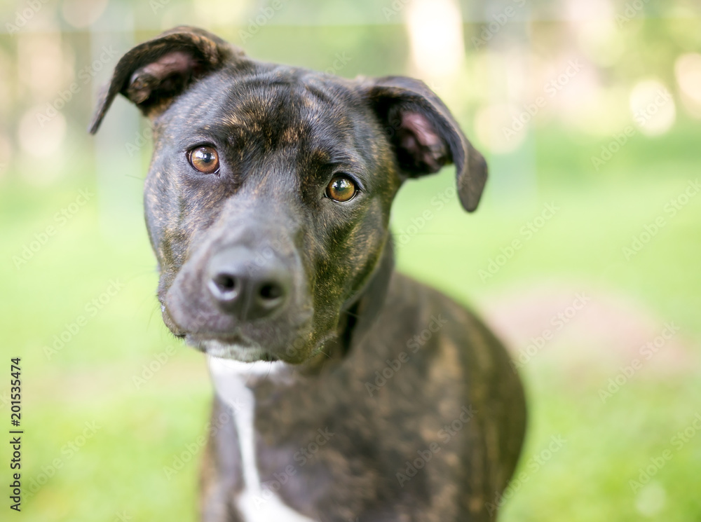 A brindle and white Pit Bull Terrier mixed breed dog listening with a head tilt A brindle and white Pit Bull Terrier mixed breed dog listening with a head tilt