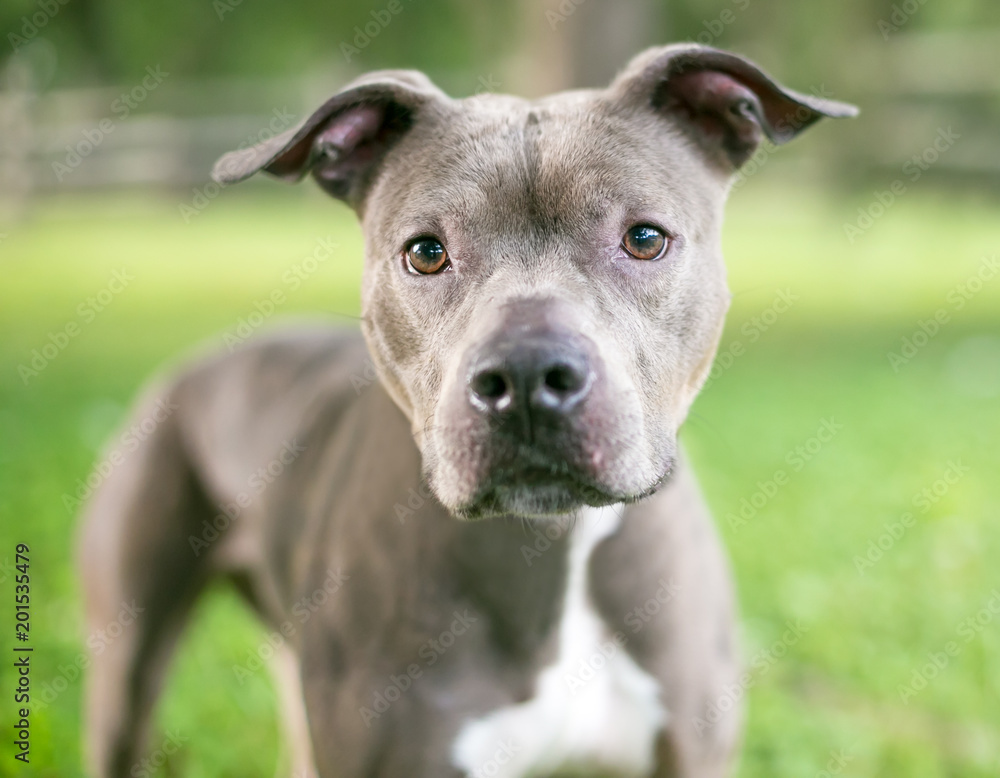 A gray and white Pit Bull Terrier mixed breed dog with floppy ears outdoors A gray and white Pit Bull Terrier mixed breed dog with floppy ears outdoors