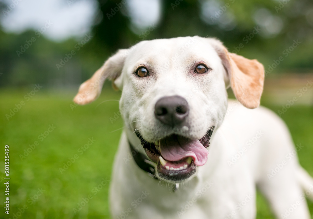 A happy yellow Labrador Retriever dog outdoors