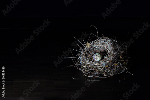 Nest bird and Eggs of bird on dark background and space for message