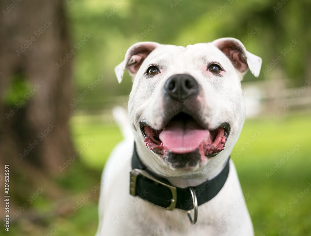 A white American Bulldog mixed breed dog with a happy expression