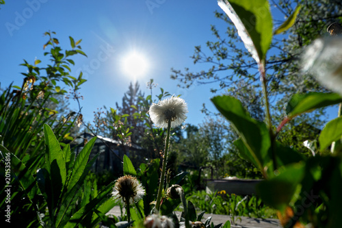 Fototapeta Naklejka Na Ścianę i Meble -  Одуванчики