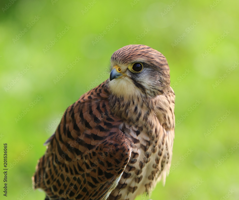 Fototapeta premium Portrait of an Eurasian Kestrel