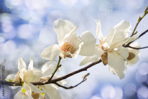 White magnolia flowers,blossoming branches, blue bokeh ,sunny day.Spring background