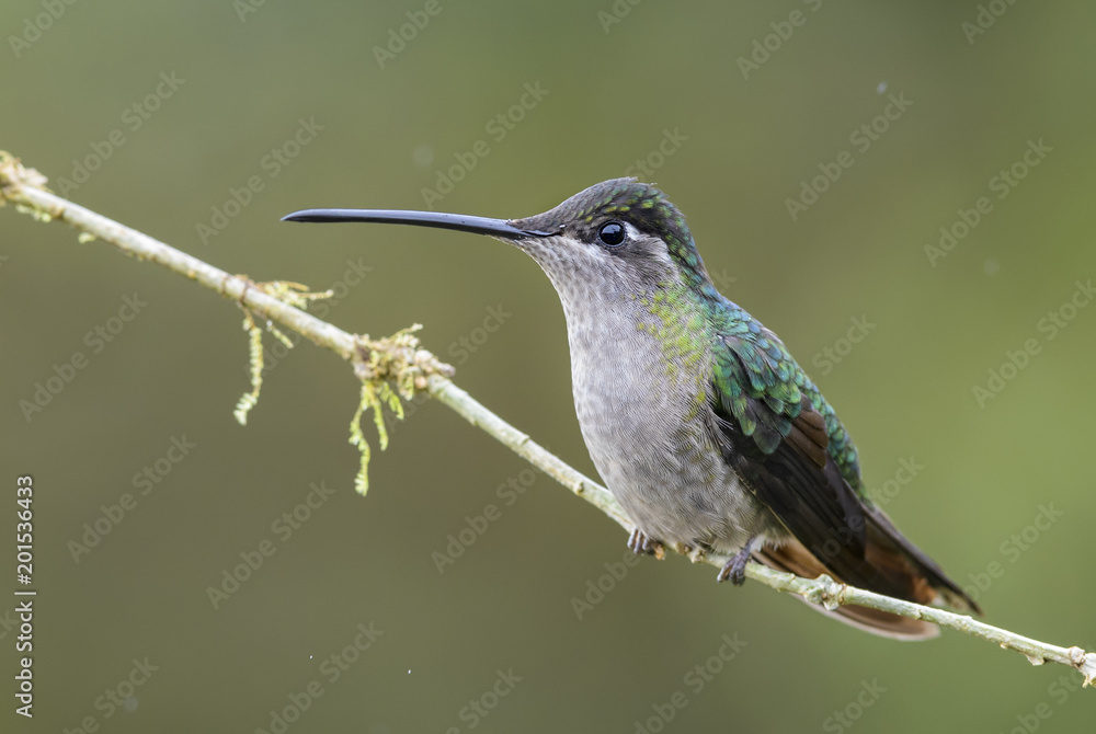 Magnificent Hummingbird - Eugenes fulgens, beautiful colorful hummingbird from Central America forests, Costa Rica. Magnificent Hummingbird - Eugenes fulgens, beautiful colorful hummingbird from Central America forests, Costa Rica.
