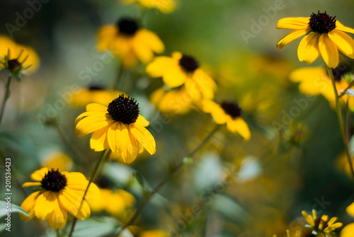 Yellow Black Eyed Susan Flowers