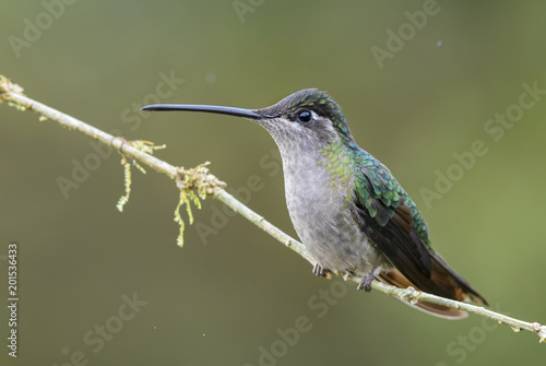 Magnificent Hummingbird - Eugenes fulgens, beautiful colorful hummingbird from Central America forests, Costa Rica.