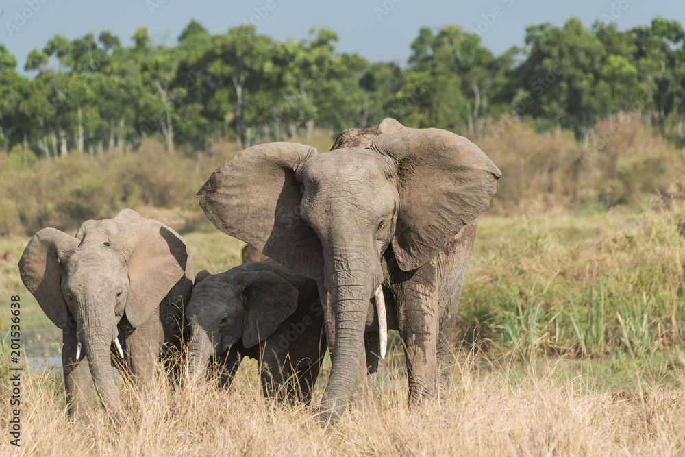 Elephant in Maasai Mara