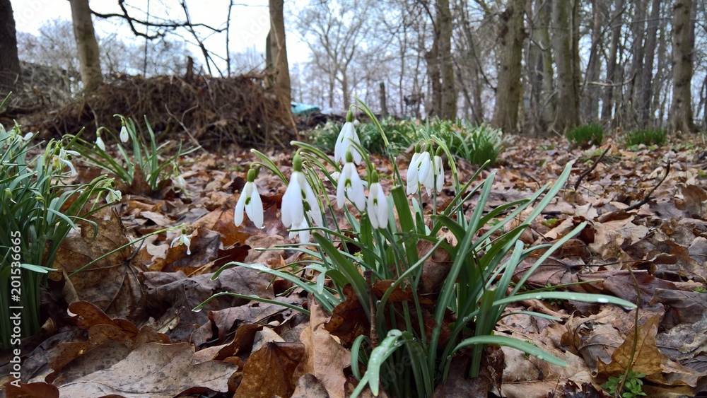 Obraz premium Schneeglöckchen