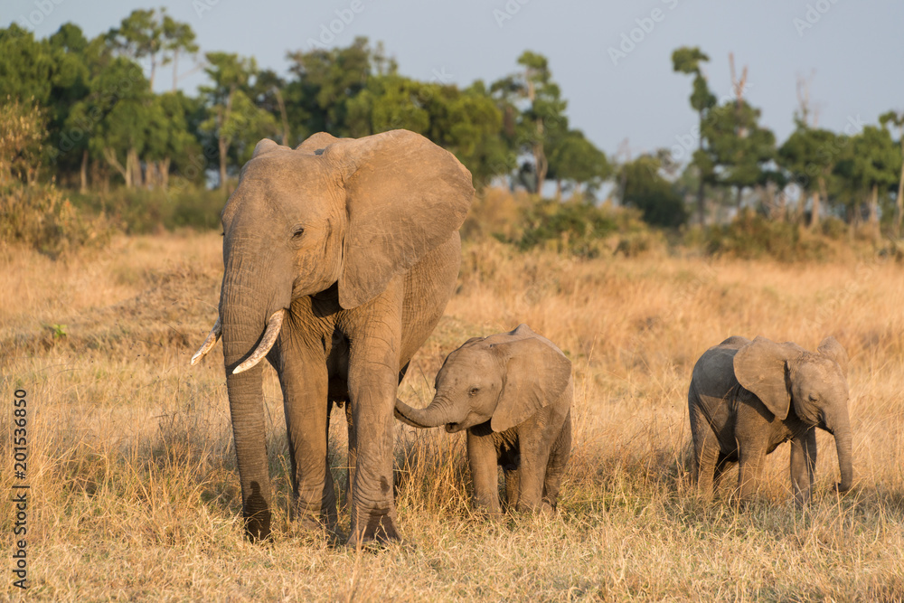 Elephant in Maasai Mara