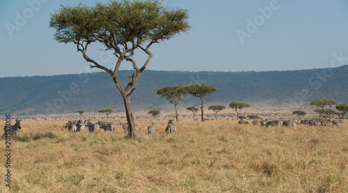The Great Migration Maasai Mara Kenya photo