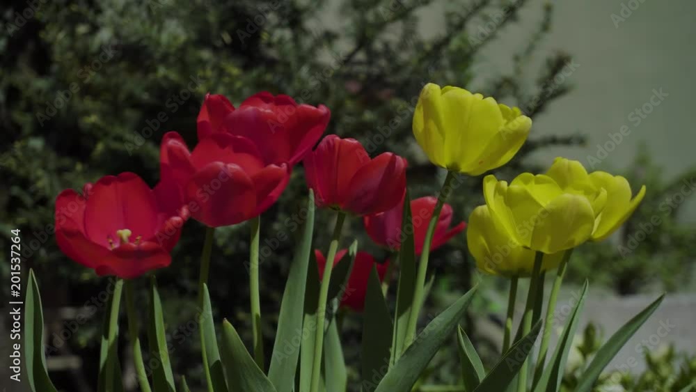 Red and yellow tulips Red and yellow tulips