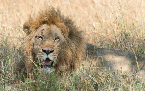 Lions in Maasai Mara Kenya