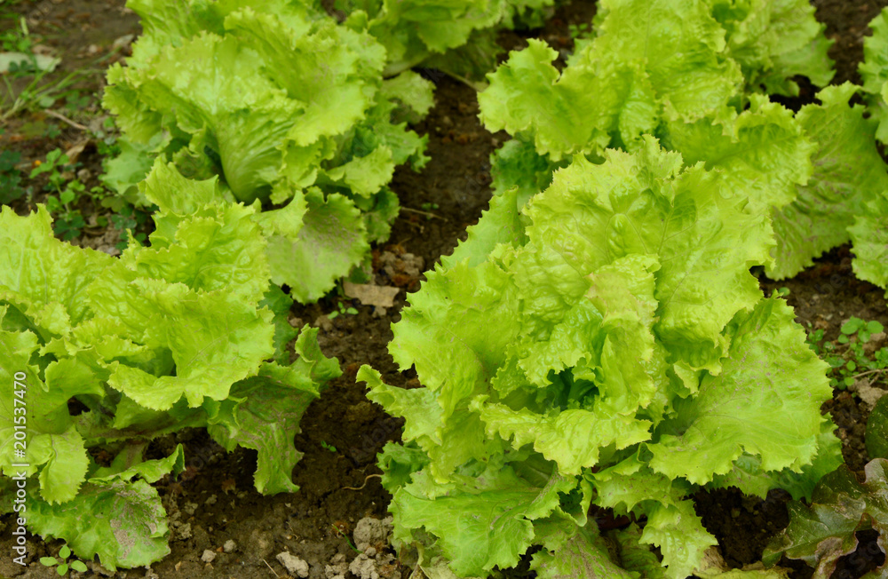 Green leaves of the popular crisphead on field Green leaves of the popular crisphead on field