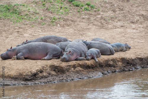 Hippos on the bank of the Mara river © ryan