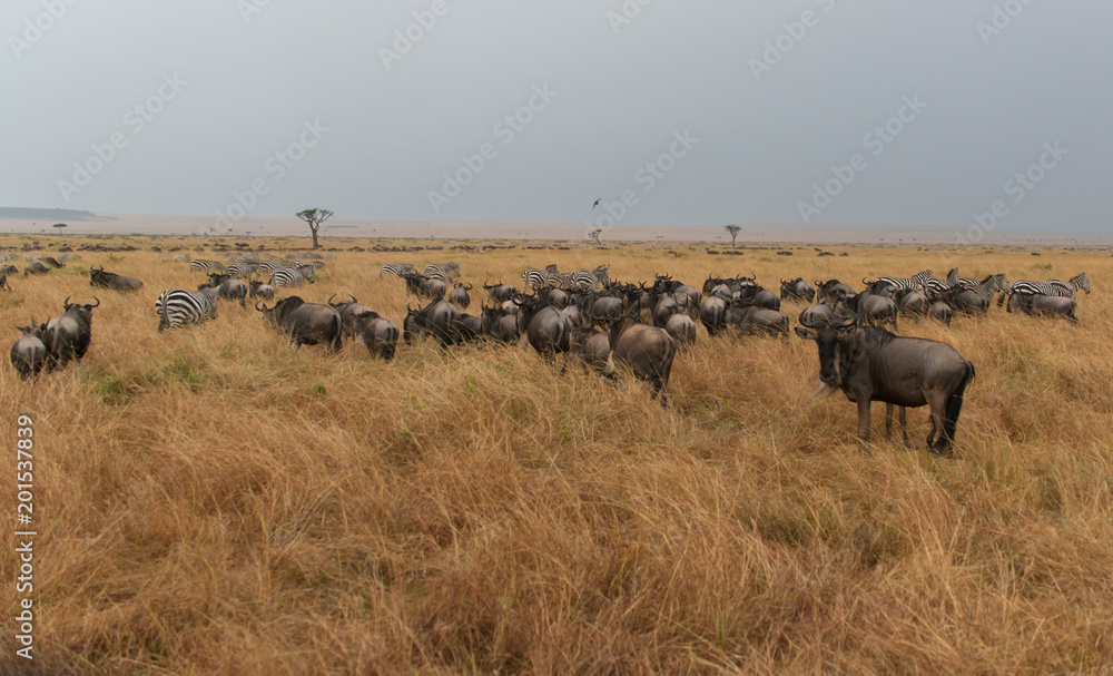 The Great Migration Maasai Mara Kenya