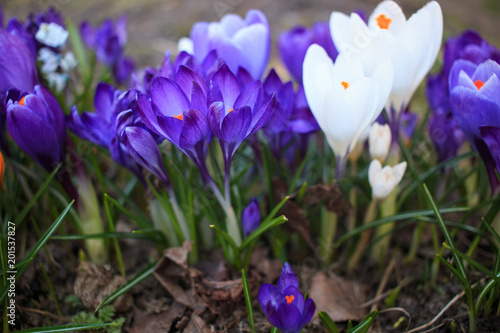 Fototapeta Naklejka Na Ścianę i Meble -  Шафран 