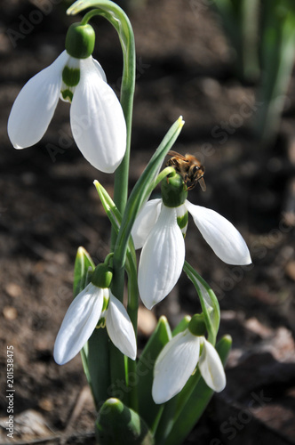 Snowdrops. The first spring flowers. Snowdrop of Elvez. A rare species of snowdrops, listed in the Red Book.