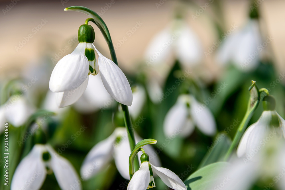 Snowdrops. The first spring flowers. Snowdrop of Elvez. A rare species of snowdrops, listed in the Red Book. Snowdrops. The first spring flowers. Snowdrop of Elvez. A rare species of snowdrops, listed in the Red Book.