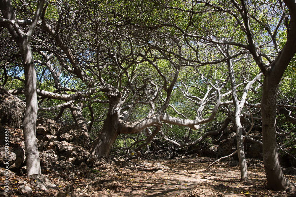 Obraz premium Magical Landscape Forest Trees and branches
