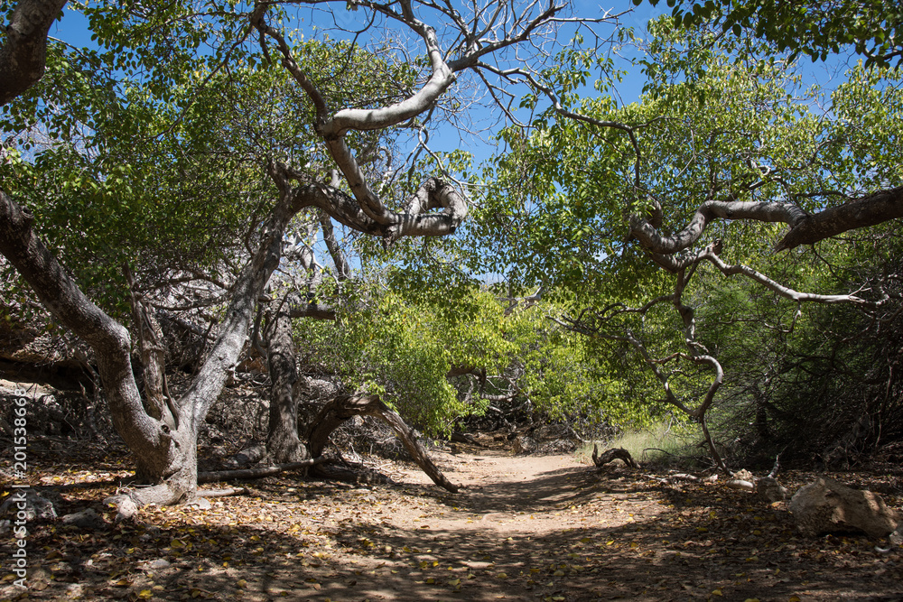 Magical Landscape Forest Trees and branches Magical Landscape Forest Trees and branches