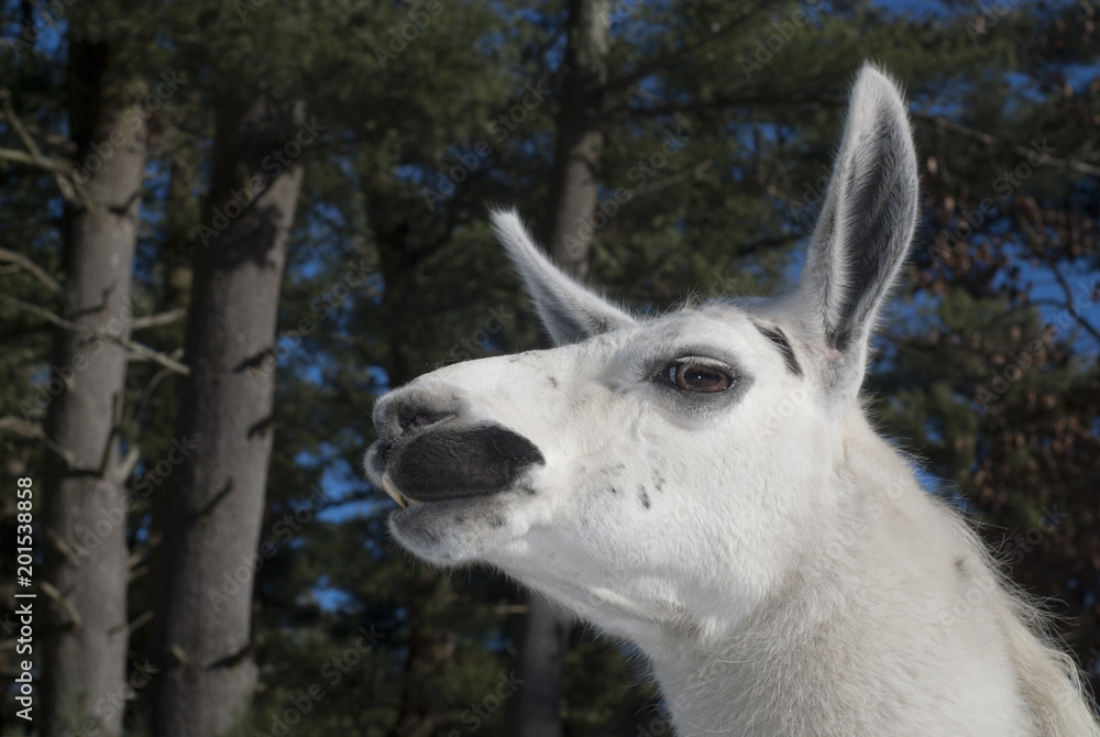Llama Llama