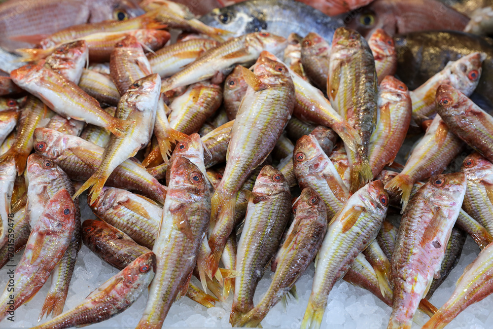 Freshly caught red mullet fishes or Mullus barbatus on the counter in a greek fish shop.