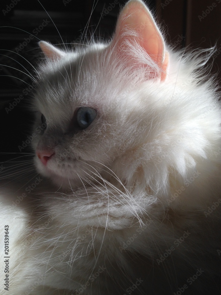 white cat portrait with natural stage light effect