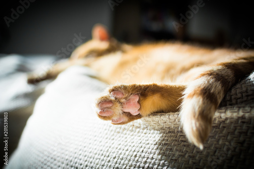 Fototapeta Naklejka Na Ścianę i Meble -  Lazy ginger cat sleeping on a couch pillow - back paw close up