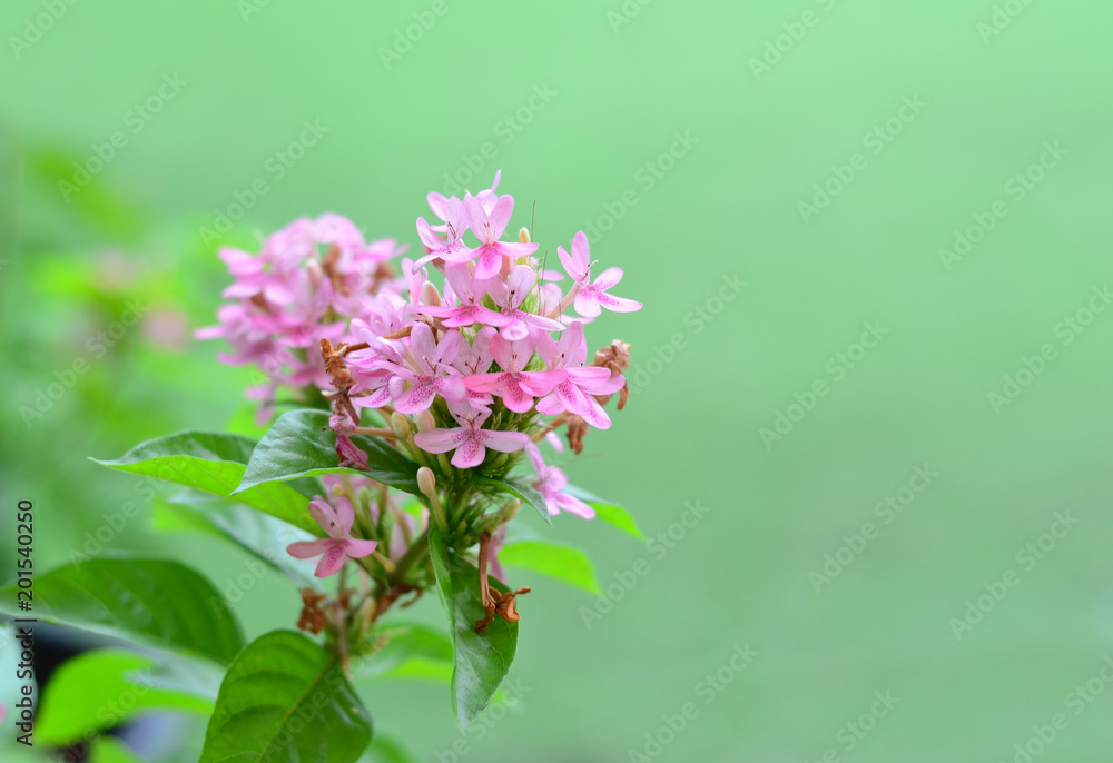 Pink flowers on a green background with copy space for text.