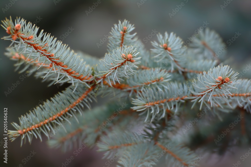 Blue spruce branch, close up. Landscape