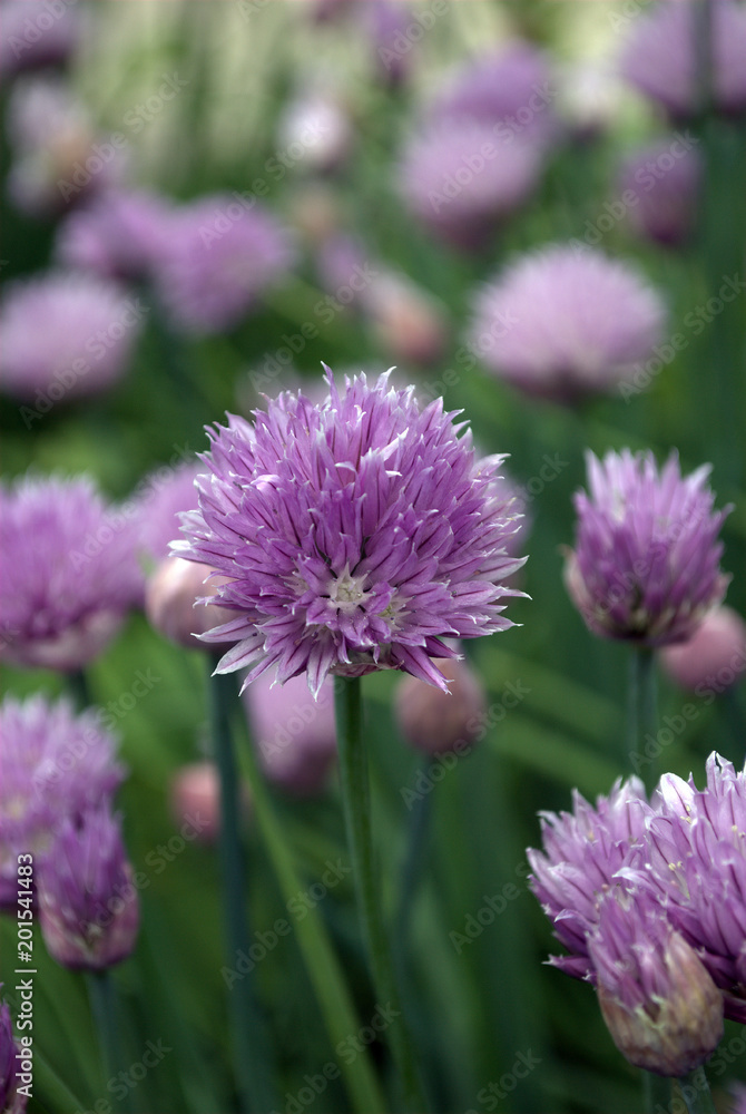 Chives, scientific name Allium schoenoprasum (Siberian onion) (A. schoenoprasum) Chives, scientific name Allium schoenoprasum (Siberian onion) (A. schoenoprasum)