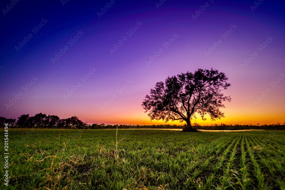 Lonely Tree