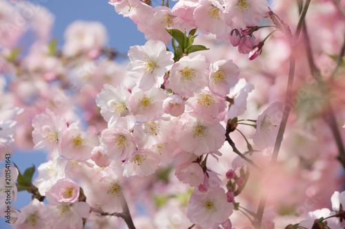 Spring background.Blossoming  sakura tree.beautiful nature background