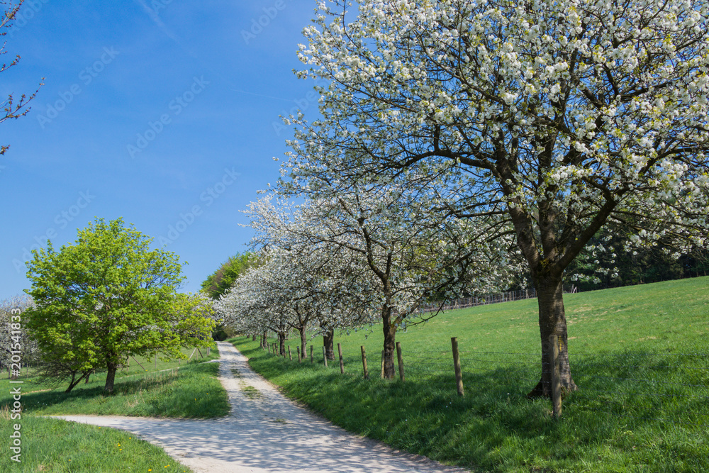 Kirschbäume blühend am Wanderweg im Frühling Kirschbäume blühend am Wanderweg im Frühling