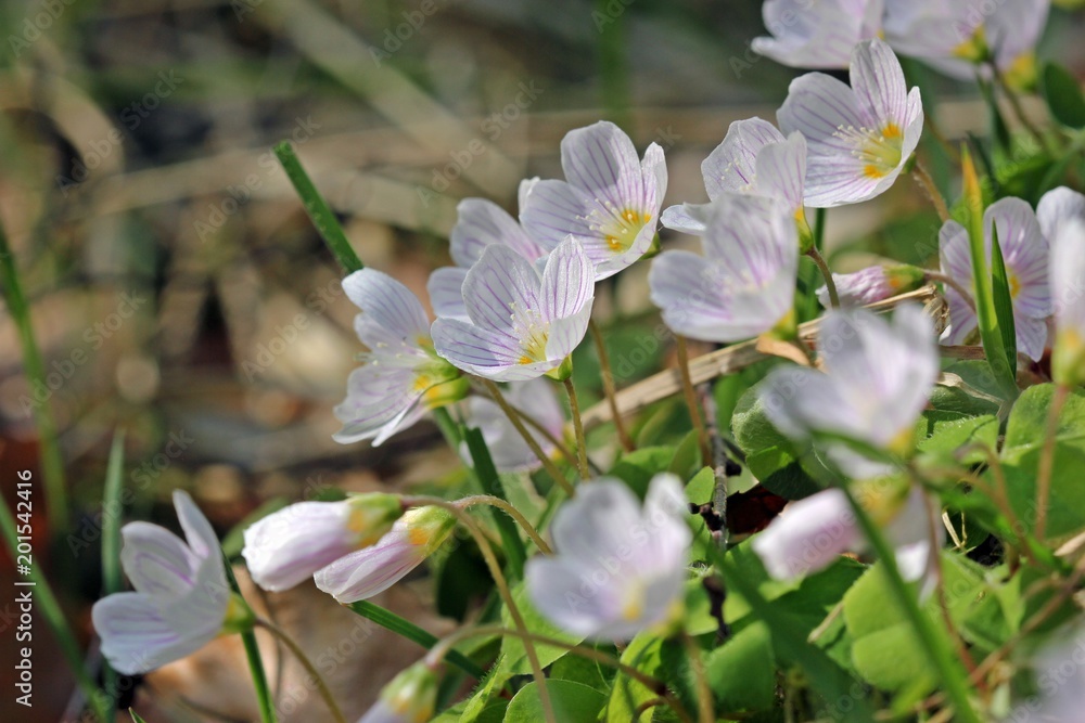 Blühender Waldsauerklee (Oxalis acetosella)
Blühender Waldsauerklee (Oxalis acetosella)