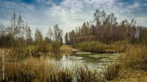 spring landscape. View from the coast to the swamp with stagnant water, reeds, shrubs and trees under a cloudy sky
