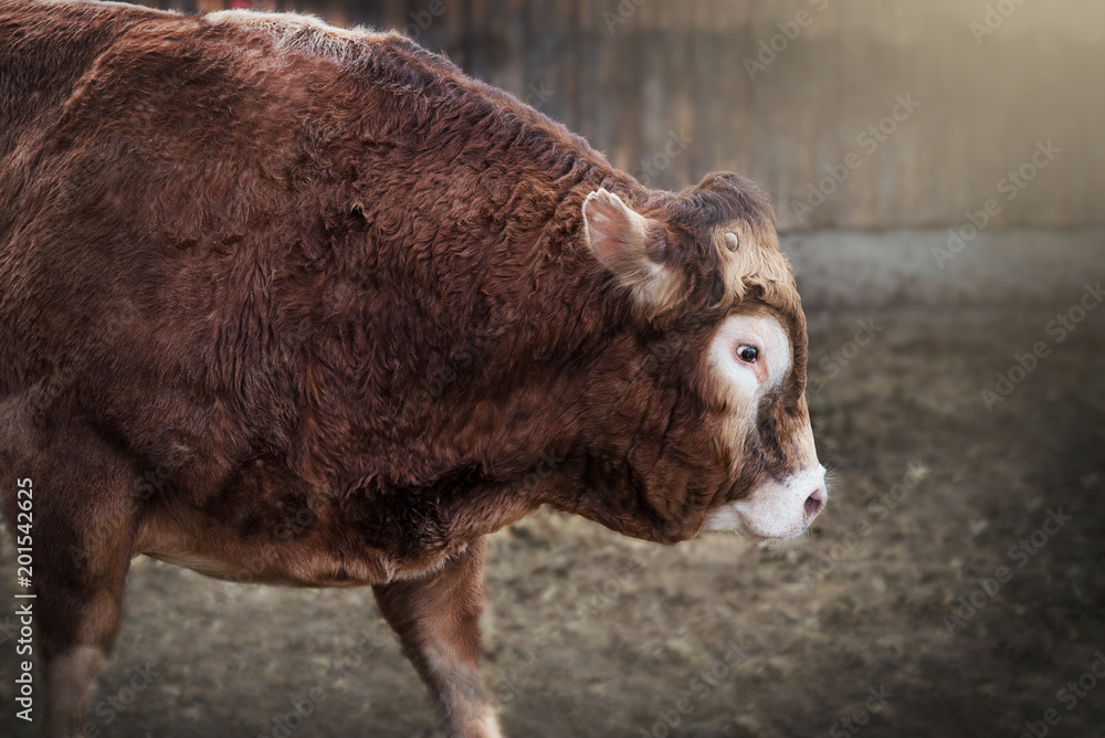 Obraz premium Bullenkopf