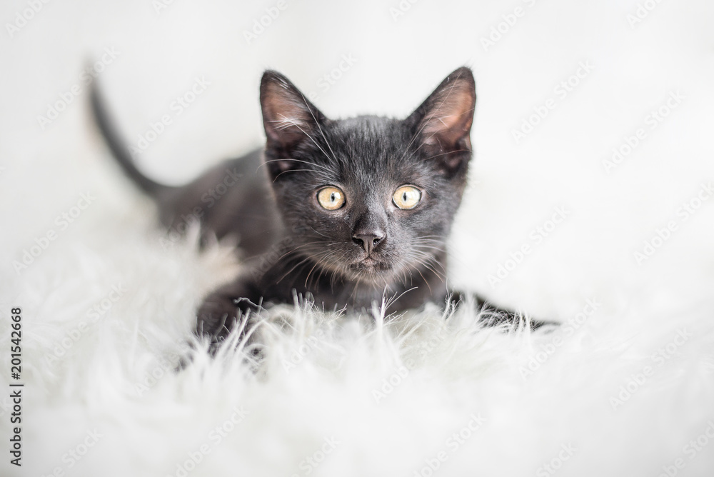 Schwarzes Kätzchen auf weißem Fell