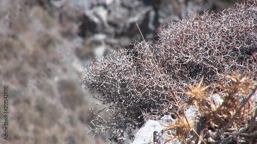 Close up of vegetation in Kourtaliotiko Gorge on Crete in Greece. photo