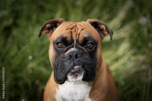 Englische Bulldogge im Feld © tierfoto-guenzburg