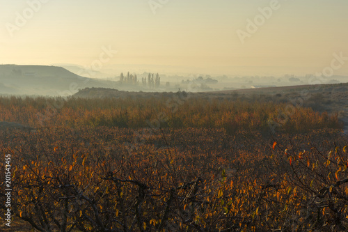 Campo de frutales, en otoño, al alba, al amanecer.