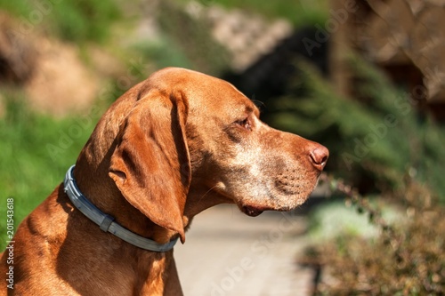 Sticker Collar against ticks