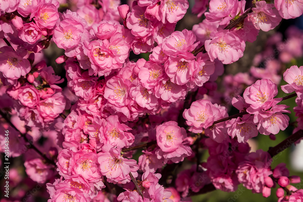 Sakura, cherry blossom, cherry tree with flowers. Oriental cherry blooming Sakura, cherry blossom, cherry tree with flowers. Oriental cherry blooming