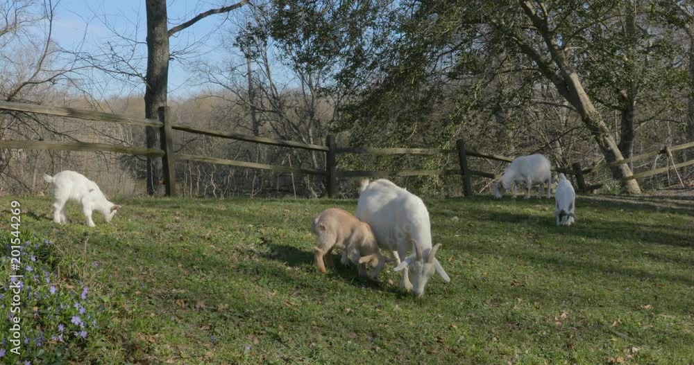Family of Goats Grazing by Wooden Fence Family of Goats Grazing by Wooden Fence