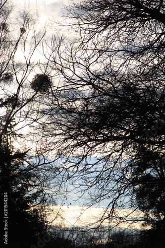 Äste als Schattenriss vor Sonnenuntergang photo