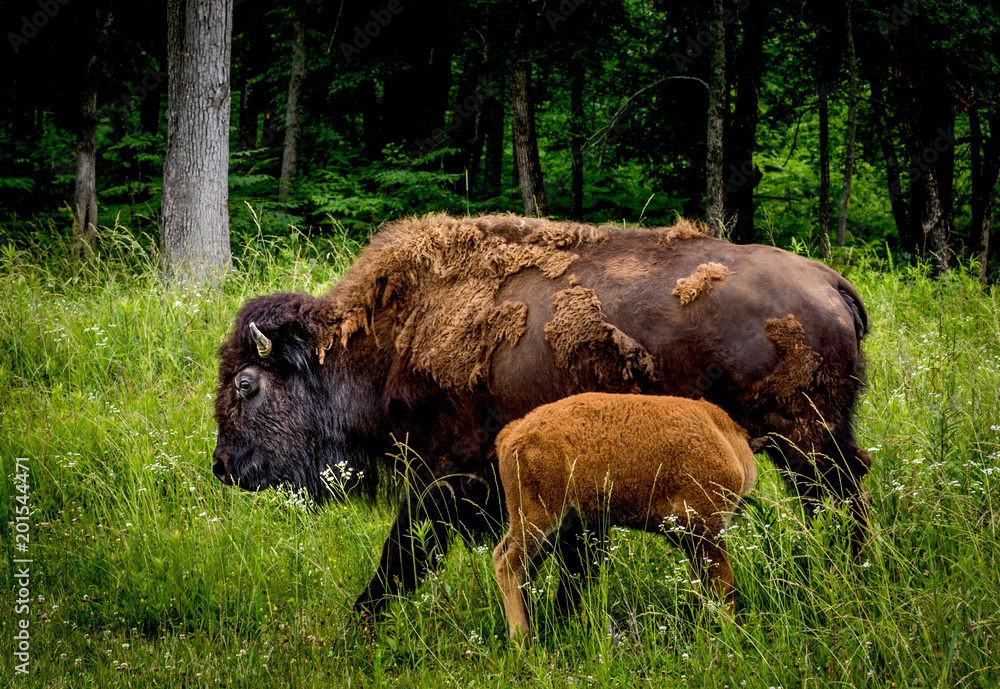 American bison cow nursing a calf, standing in tall grass, with green woods behind.